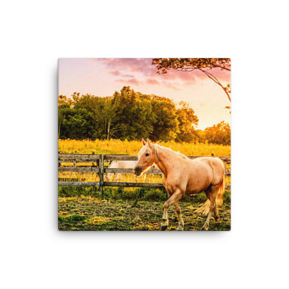 Horse In Kentucky - Canvas