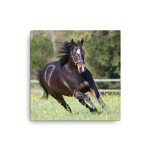 Load image into Gallery viewer, Horse 5 - Canvas