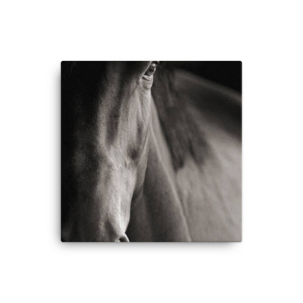 Horse 7 - Canvas