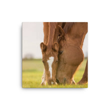 Load image into Gallery viewer, Horse 12 - Canvas