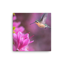 Load image into Gallery viewer, Hummingbird 2 - Canvas