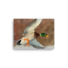 Load image into Gallery viewer, Duck 1 - Canvas