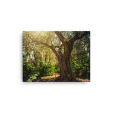 Load image into Gallery viewer, Gethsemane Tree - Canvas