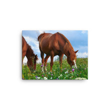 Load image into Gallery viewer, Horse 3 - Canvas