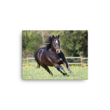 Load image into Gallery viewer, Horse 5 - Canvas