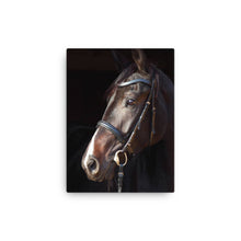 Load image into Gallery viewer, Horse 6 - Canvas