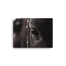 Load image into Gallery viewer, Horse 8 - Canvas