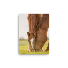 Load image into Gallery viewer, Horse 12 - Canvas