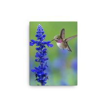 Load image into Gallery viewer, Hummingbird 4 - Canvas