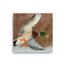 Load image into Gallery viewer, Duck 1 - Canvas