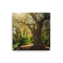 Load image into Gallery viewer, Gethsemane Tree - Canvas