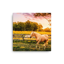 Load image into Gallery viewer, Horse In Kentucky - Canvas