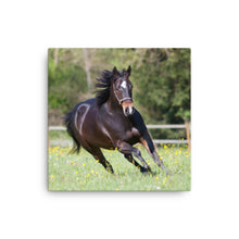 Load image into Gallery viewer, Horse 5 - Canvas
