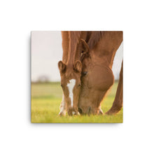 Load image into Gallery viewer, Horse 12 - Canvas