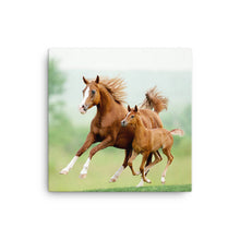 Load image into Gallery viewer, Horse 13 - Canvas