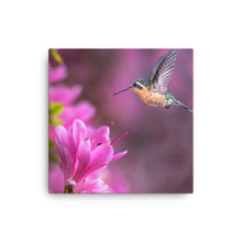 Load image into Gallery viewer, Hummingbird 2 - Canvas