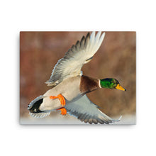 Load image into Gallery viewer, Duck 1 - Canvas