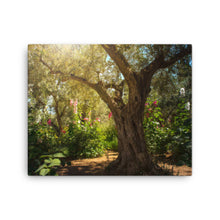 Load image into Gallery viewer, Gethsemane Tree - Canvas