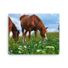 Load image into Gallery viewer, Horse 3 - Canvas