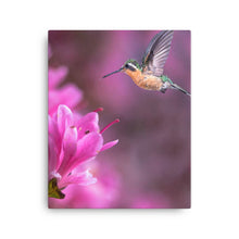 Load image into Gallery viewer, Hummingbird 2 - Canvas