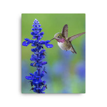 Load image into Gallery viewer, Hummingbird 4 - Canvas