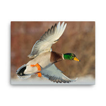 Load image into Gallery viewer, Duck 1 - Canvas