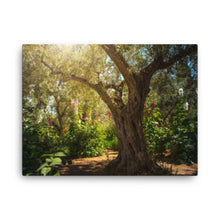 Load image into Gallery viewer, Gethsemane Tree - Canvas
