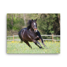 Load image into Gallery viewer, Horse 5 - Canvas