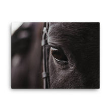 Load image into Gallery viewer, Horse 8 - Canvas