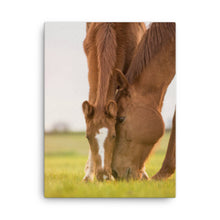 Load image into Gallery viewer, Horse 12 - Canvas