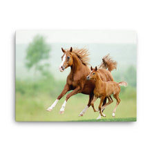 Load image into Gallery viewer, Horse 13 - Canvas