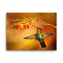 Load image into Gallery viewer, Hummingbird 3 - Canvas