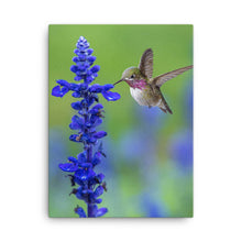 Load image into Gallery viewer, Hummingbird 4 - Canvas