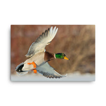 Load image into Gallery viewer, Duck 1 - Canvas
