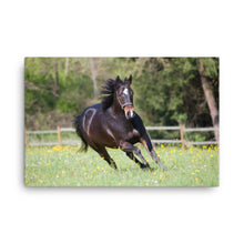 Load image into Gallery viewer, Horse 5 - Canvas