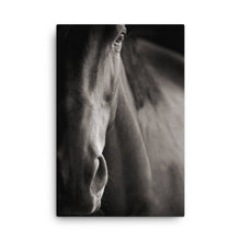 Load image into Gallery viewer, Horse 7 - Canvas
