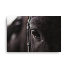 Load image into Gallery viewer, Horse 8 - Canvas