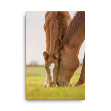 Load image into Gallery viewer, Horse 12 - Canvas