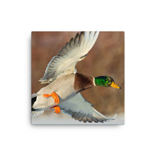 Load image into Gallery viewer, Duck 1 - Canvas
