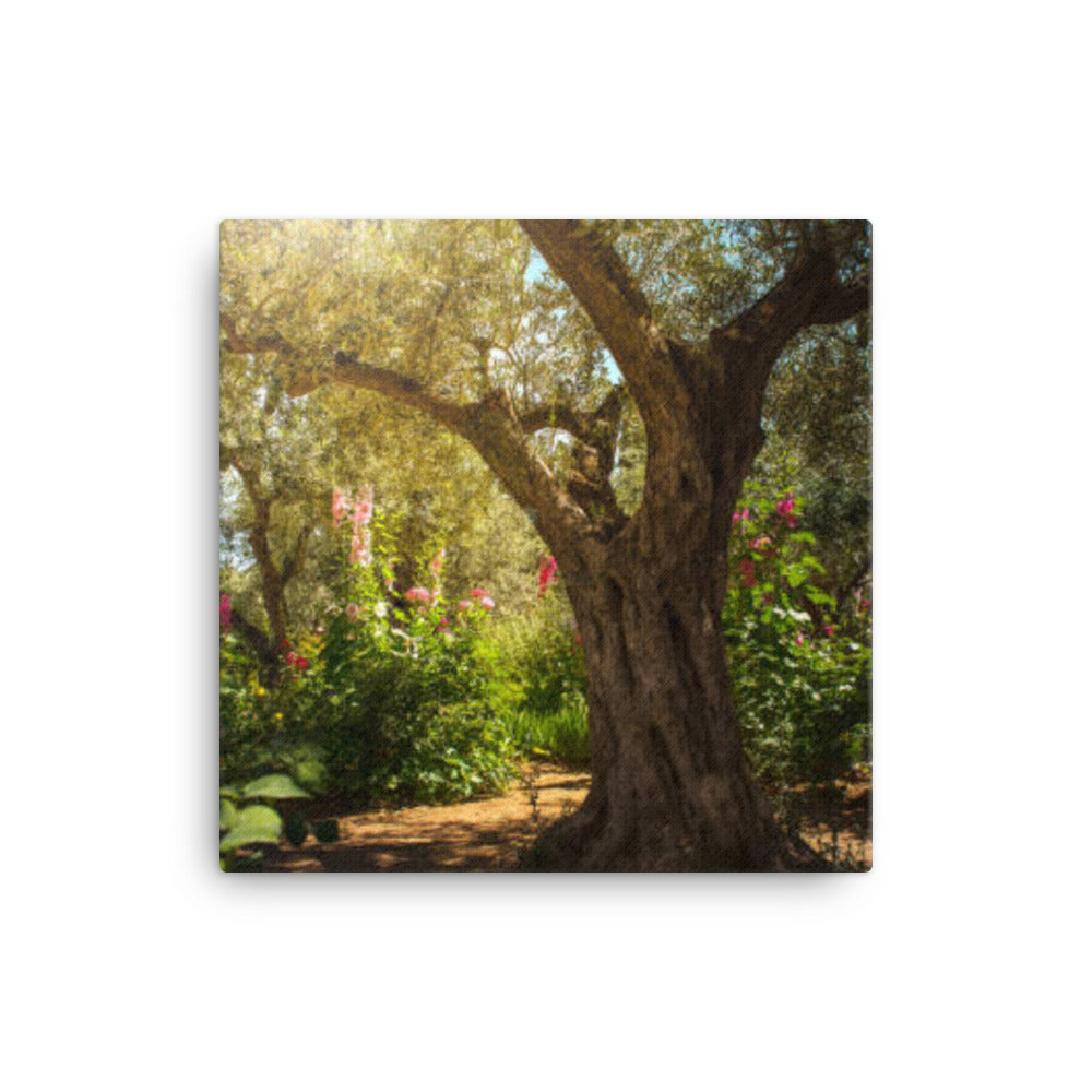 Gethsemane Tree - Canvas