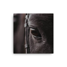 Load image into Gallery viewer, Horse 8 - Canvas
