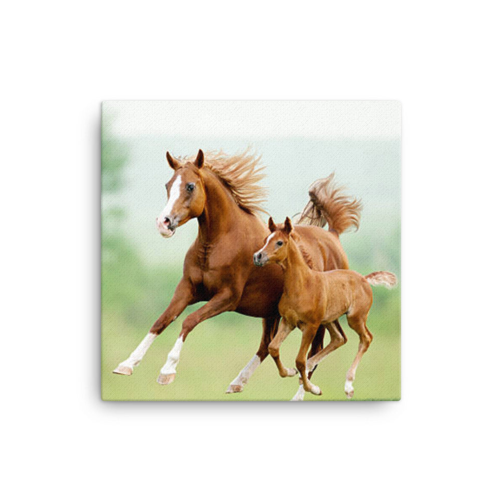 Horse 13 - Canvas