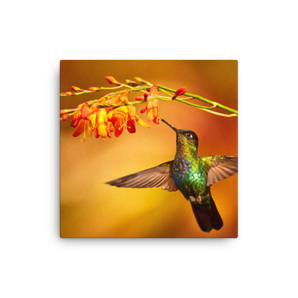 Hummingbird 3 - Canvas