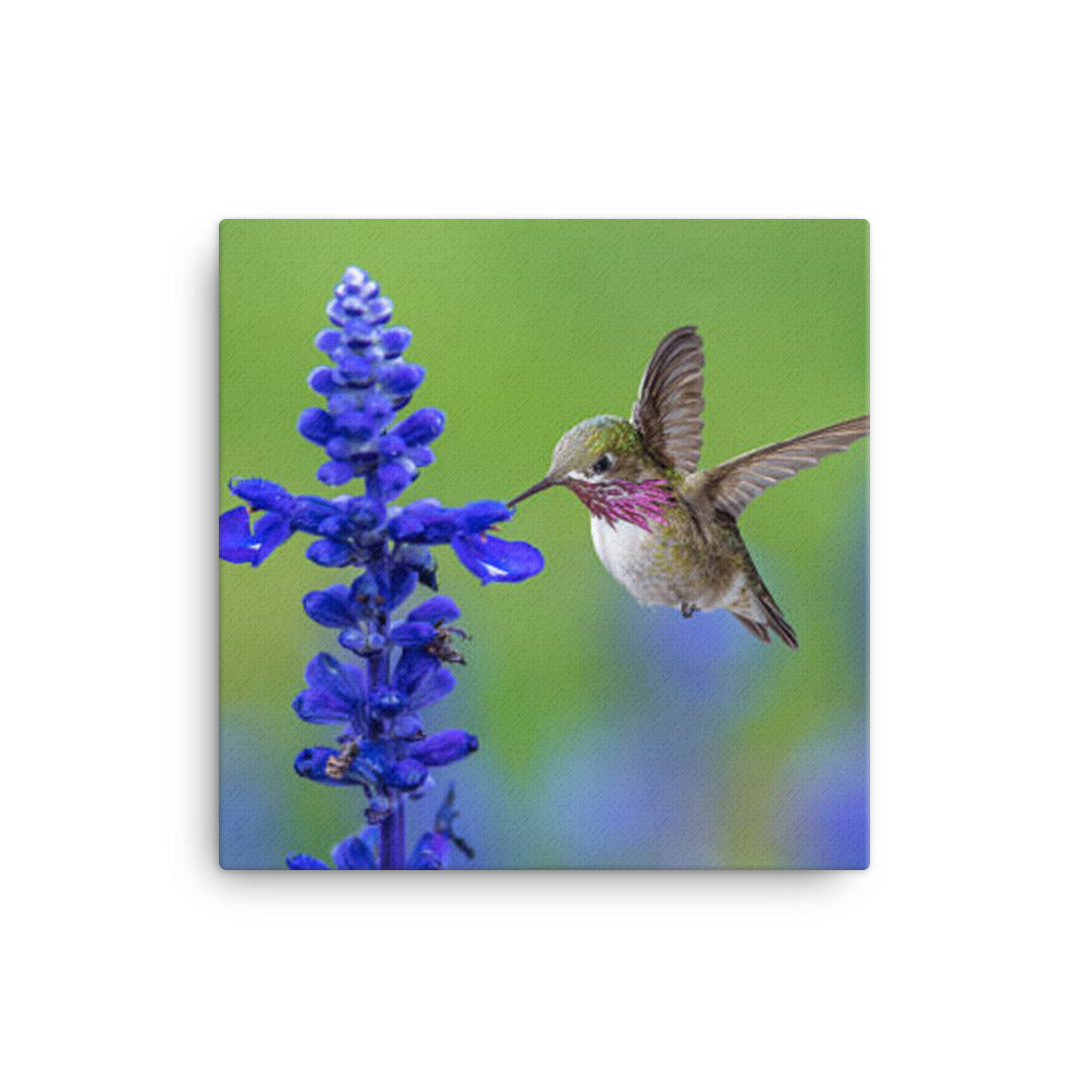Hummingbird 4 - Canvas