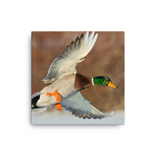 Load image into Gallery viewer, Duck 1 - Canvas
