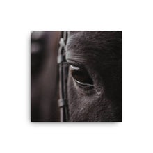 Load image into Gallery viewer, Horse 8 - Canvas
