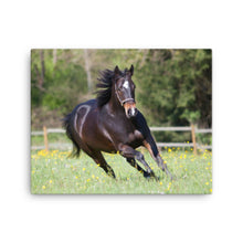 Load image into Gallery viewer, Horse 5 - Canvas
