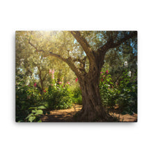 Load image into Gallery viewer, Gethsemane Tree - Canvas
