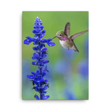 Load image into Gallery viewer, Hummingbird 4 - Canvas
