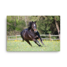 Load image into Gallery viewer, Horse 5 - Canvas
